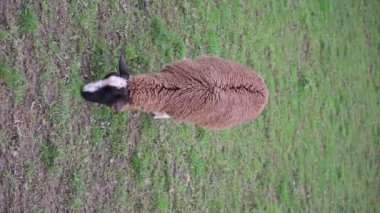 Otların arasında otlayan koyunlar.