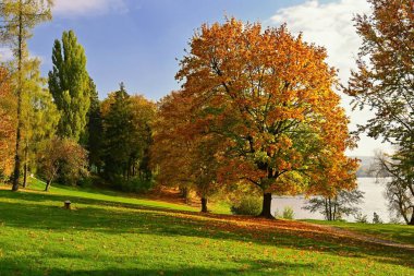 Renkli ağaçlarla dolu sonbahar arkaplanı. Manzaralı doğa. Sonbahar mevsimi konsepti.