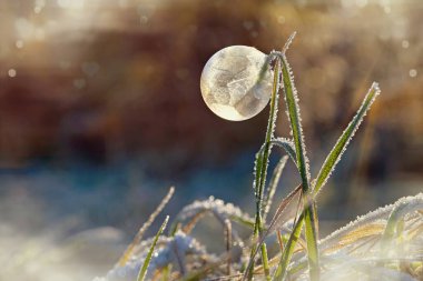 Frozen bubble in nature. A beautiful macro shot of nature in winter. Concept for environment, water and frost. clipart