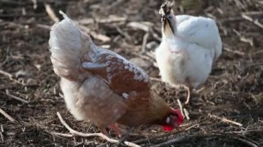 Çiftlikte tavuk var. Çiftlikteki tavuk. Tavuk çiftlikte kaldı. Tavuk çiftliğinde tavuk