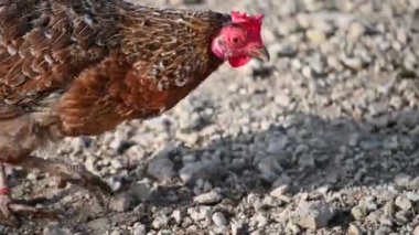 Bahçedeki güzel beyaz horozun yakın plan çekimi.