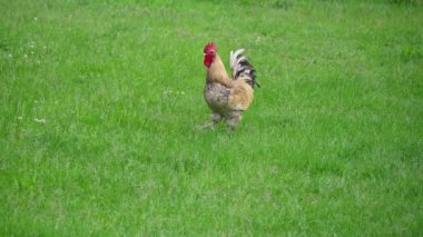 Tavuklar çiftlikte. Hayvanlar ve tarım kavramı.