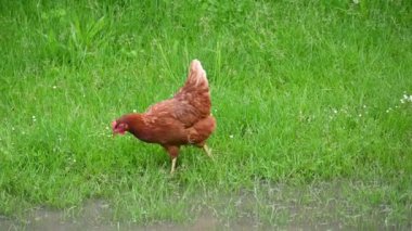 Tavuklar çiftlikte. Hayvanlar ve tarım kavramı.