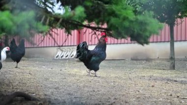 Tavuklar çiftlikte. Hayvanlar ve tarım kavramı.