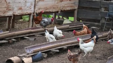 Çiftlikteki tavuk