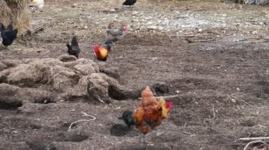 Çiftlikteki horoz ve tavuklar