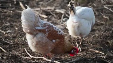 Beyaz bir tavuğun yakın plan fotoğrafı.