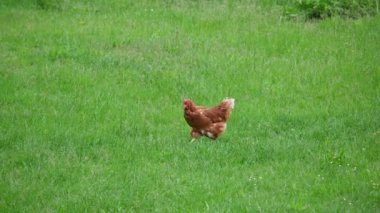 Tavuklar ve tavuklar çiftlikte. Hayvanlar ve tarım kavramı.