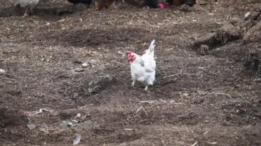 Bahçede beyaz bir tavuk