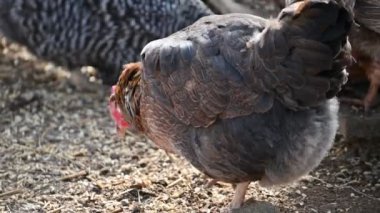 Tavuklar ve tavuklar çiftlikte. Hayvanlar ve tarım kavramı.