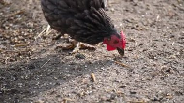 Tavuklar ve tavuklar çiftlikte. Hayvanlar ve tarım kavramı.