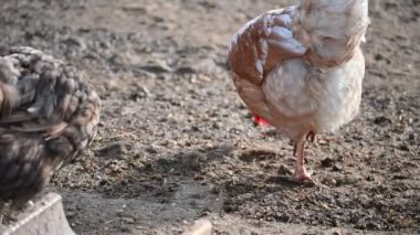 Tavuklar ve tavuklar çiftlikte. Hayvanlar ve tarım kavramı.