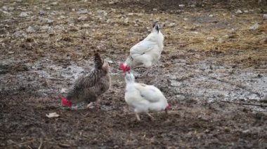 Çiftliğin bahçesinde tavuk ve tavuklar