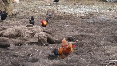 Doğada bir tavuk sürüsü. kümes hayvanları çiftliği.