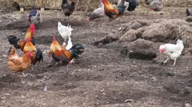 Çiftlikteki tavuklar