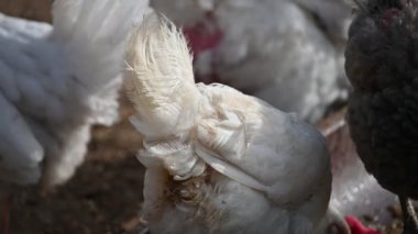 bir çiftlikte beyaz tavuk