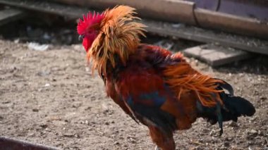 Çiftlikteki güzel horoz