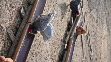 Tavuklar ve tavuklar çiftlikte. Hayvanlar ve tarım kavramı.