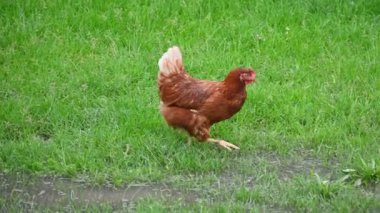 Çimlerin üzerinde kahverengi evcil tavuk