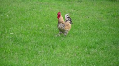 Horoz ve tavuklar bahçede otluyor.