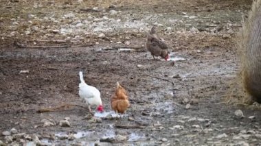 Çiftlikteki tavuklar