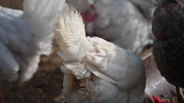 Kafesteki kızıl saçlı beyaz tavuk. Köydeki tavuk çiftliği.