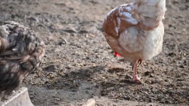 Çiftlikteki tavuk