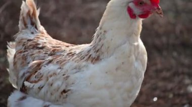 Çiftlikteki beyaz arka planda tavuk