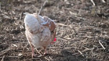 Çiftlikteki beyaz horoz