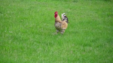Bir horozun çimenlikteki yakın çekimi.