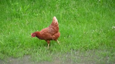 Yeşil çimlerde tavuk
