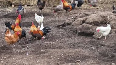 bir çiftlik horozu