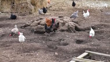 Çiftlikteki tavuklar, Bahçedeki tavuklar