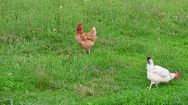Tavuk çimenlerde yürür..