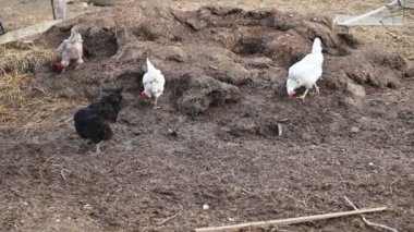 Bahçede bir grup tavuk.