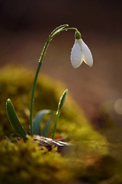 Bahar arka planı. Bahar ve mevsimin başlangıcı için güzel ilkbahar çiçekleri. Doğa ve çevre kavramı