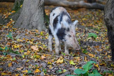 Doğa yaban domuzları. Hayvanlar ve doğa için güzel bir kavram.