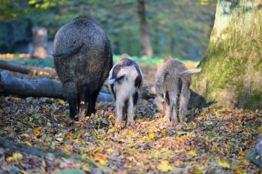 Doğa yaban domuzları. Hayvanlar ve doğa için güzel bir kavram.