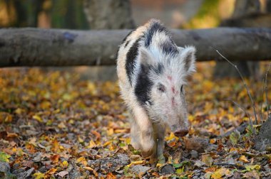 Doğa yaban domuzları. Hayvanlar ve doğa için güzel bir kavram.