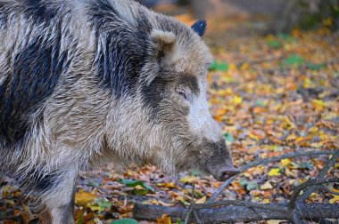 Doğa yaban domuzları. Hayvanlar ve doğa için güzel bir kavram.