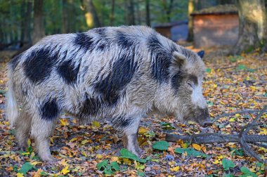 Doğa yaban domuzları. Hayvanlar ve doğa için güzel bir kavram.