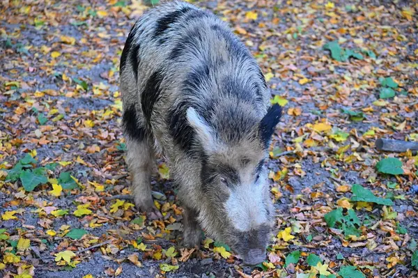 Doğa yaban domuzları. Hayvanlar ve doğa için güzel bir kavram.