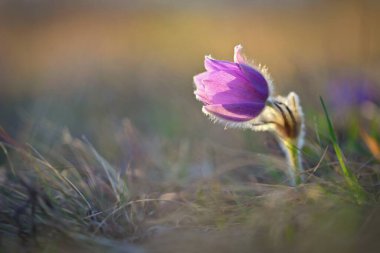 Çiçekli bahar arkaplanı. Baharda gün batımında güzel doğa. Pasque çiçeği (Pulsatilla grandis)