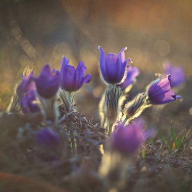 Bahar çiçek. Doğa çayır ve Günbatımı ile. Bahar için mevsimlik kavram. Güzel çiçek pasque çiçek ve güneş doğal renkli arka plan ile. (Pulsatilla grandis)