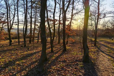 Bahar manzaralı, doğada güzel bir gün batımı. Ormanlı ve ağaçlı park
