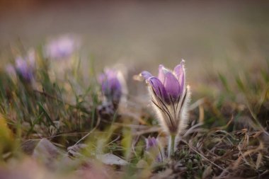 Bahar ve bahar çiçekleri. Güzel mor tüylü pask çiçeği. (Pulsatilla grandis) Bahar çayırında gün batımında çiçek açıyor. Doğa renkli arkaplan.