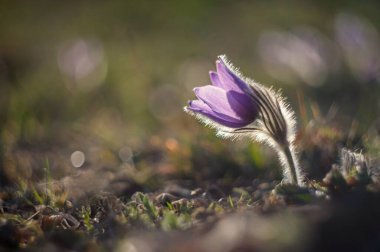 Çayırdaki çiçeklerle bahar arkaplanı. Pasque Çiçeği (Pulsatilla grandis)