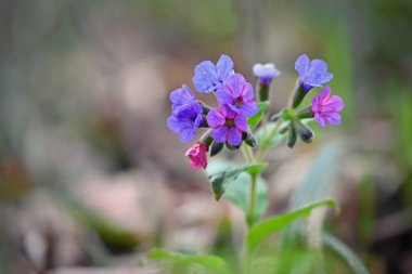 İlkbaharda açan ormandaki güzel renkli bitkiler. Ormanda ve parkta doğa ve bahar var. Ciğerotu (Pulmonaria officinalis)