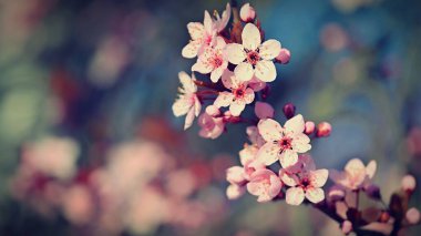 Bahar arka planı. Güzel renkli çiçek açan bahar ağacı. Japon kirazı, Sakura. Doğa arkaplanı.