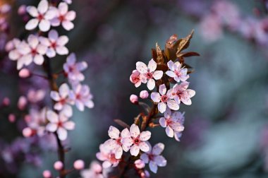 Çiçek ağacı. Doğa geçmişi. Güneşli bir gün. Bahar çiçekleri. Güzel Orchard. Soyut bulanık arka plan. Bahar.